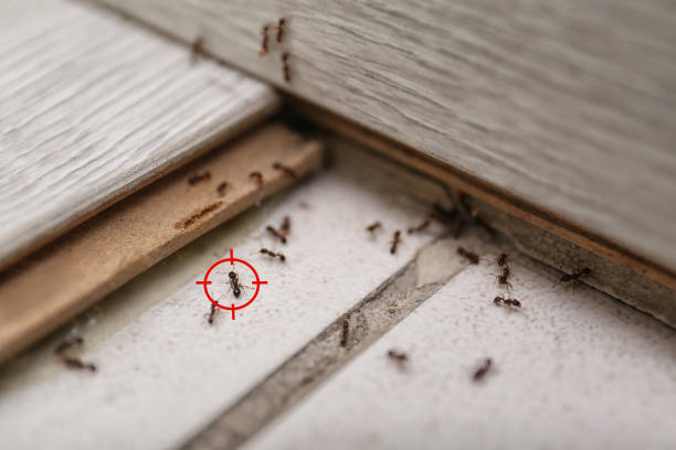 Best Pest Prevention Services  in Lone Tree, IA